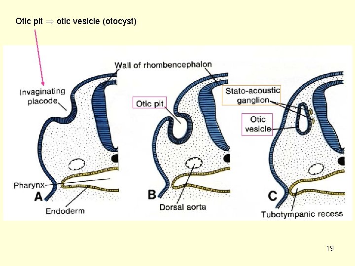 Otic pit otic vesicle (otocyst) 19 