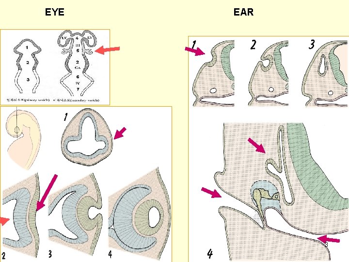 EYE EAR 3 