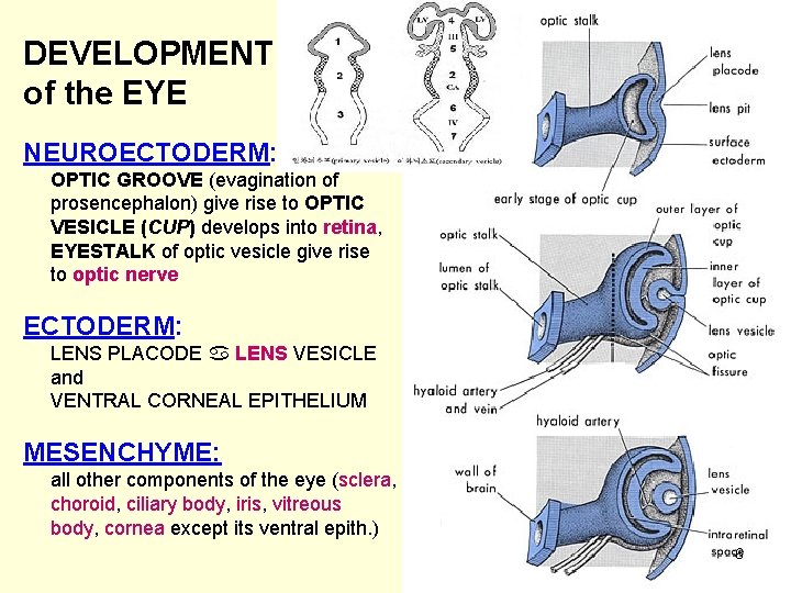 DEVELOPMENT of the EYE NEUROECTODERM: OPTIC GROOVE (evagination of prosencephalon) give rise to OPTIC