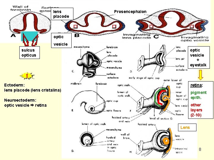 lens placode Prosencephalon optic vesicle sulcus optic vesicle + eyestalk retina: Ectoderm: lens placode