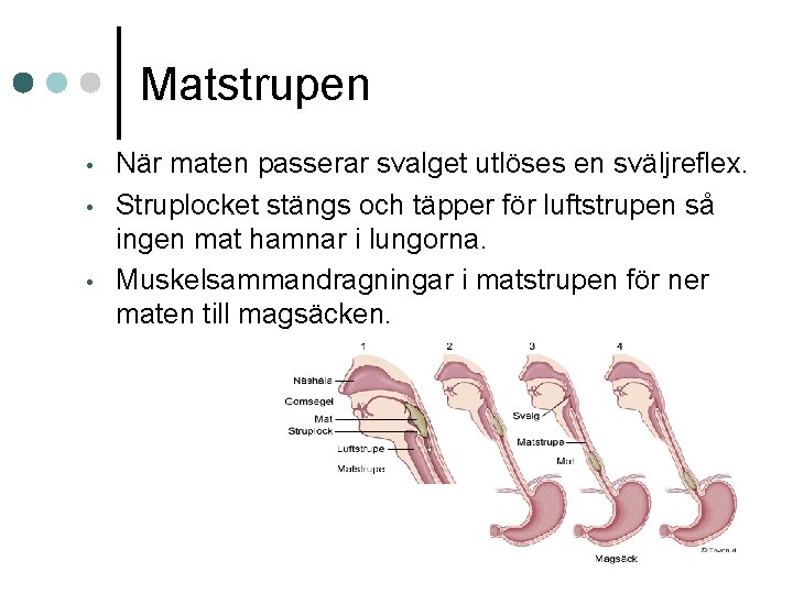 Matstrupen • • • När maten passerar svalget utlöses en sväljreflex. Struplocket stängs och