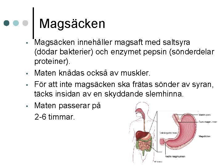 Magsäcken • • Magsäcken innehåller magsaft med saltsyra (dödar bakterier) och enzymet pepsin (sönderdelar