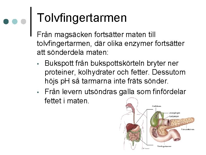 Tolvfingertarmen Från magsäcken fortsätter maten till tolvfingertarmen, där olika enzymer fortsätter att sönderdela maten: