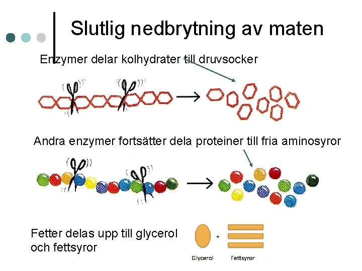 Slutlig nedbrytning av maten Enzymer delar kolhydrater till druvsocker Andra enzymer fortsätter dela proteiner