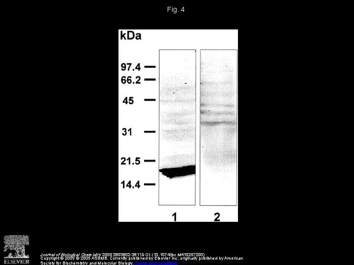 Fig. 4 Journal of Biological Chemistry 2005 2803802 -3811 DOI: (10. 1074/jbc. M 410257200)