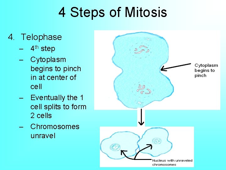 4 Steps of Mitosis 4. Telophase – 4 th step – Cytoplasm begins to