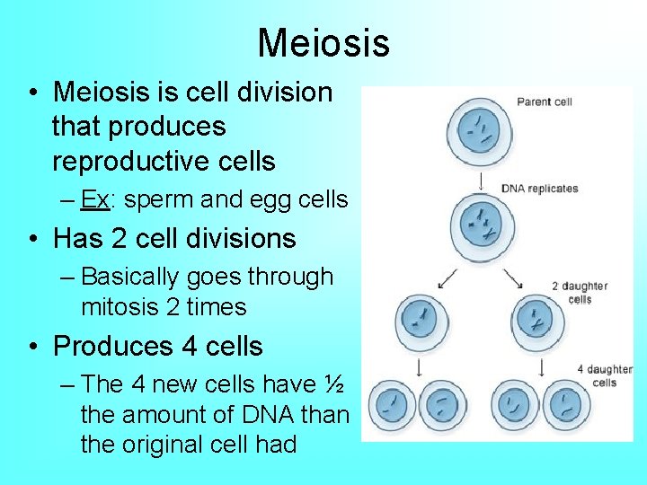 Meiosis • Meiosis is cell division that produces reproductive cells – Ex: sperm and