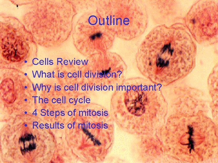 Outline • • • Cells Review What is cell division? Why is cell division