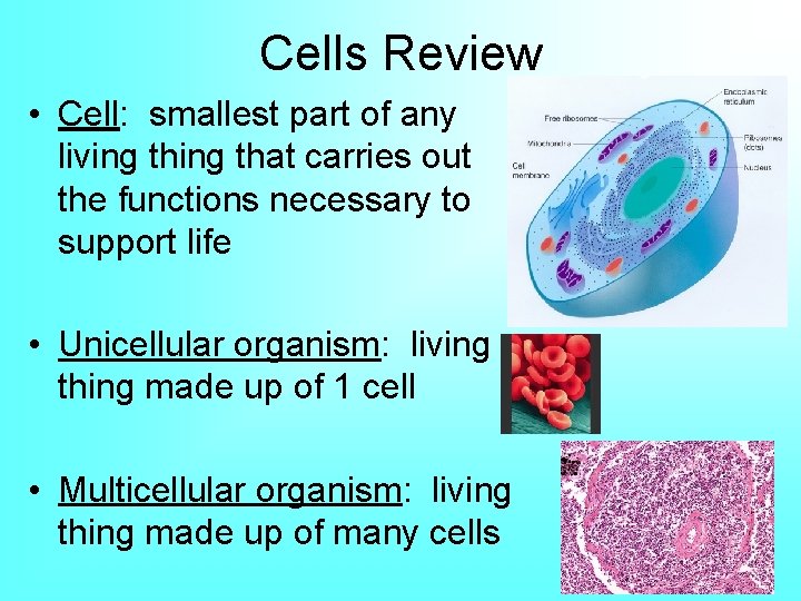 Cells Review • Cell: smallest part of any living that carries out the functions