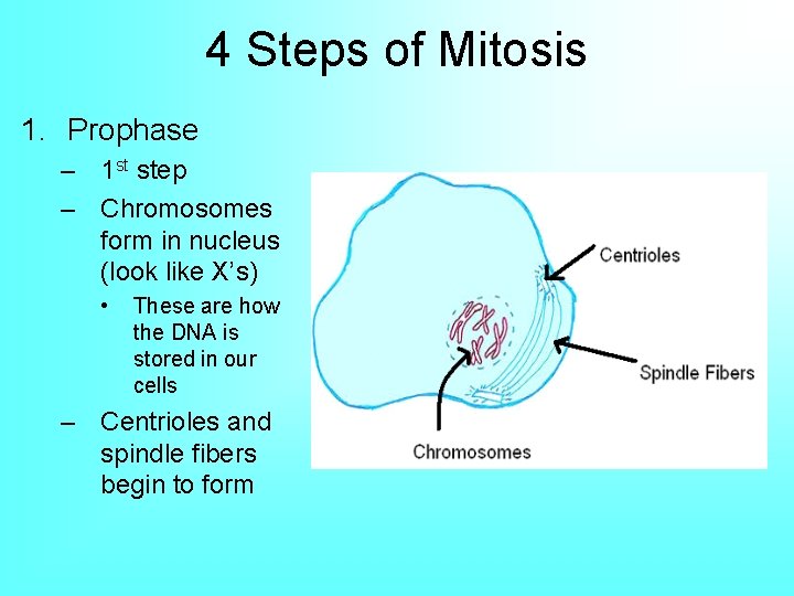 4 Steps of Mitosis 1. Prophase – 1 st step – Chromosomes form in