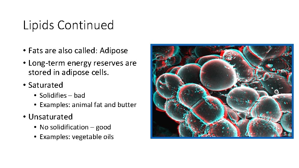 Lipids Continued • Fats are also called: Adipose • Long-term energy reserves are stored