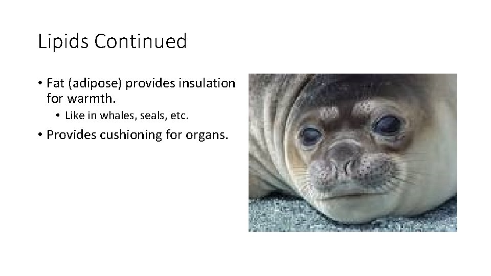 Lipids Continued • Fat (adipose) provides insulation for warmth. • Like in whales, seals,