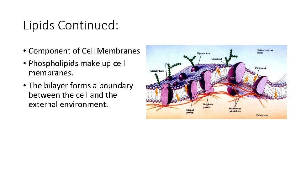 Lipids Continued: • Component of Cell Membranes • Phospholipids make up cell membranes. •