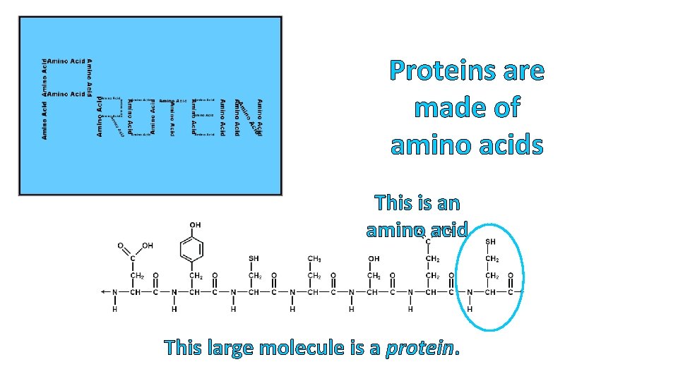 Proteins are made of amino acids This is an amino acid This large molecule