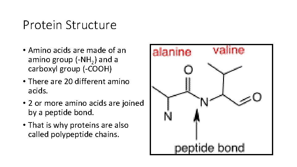 Protein Structure • Amino acids are made of an amino group (-NH 2) and