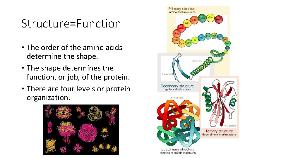 Structure=Function • The order of the amino acids determine the shape. • The shape