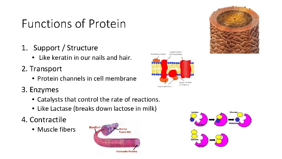 Functions of Protein 1. Support / Structure • Like keratin in our nails and