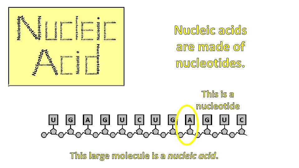 Nucleic acids are made of nucleotides. This is a nucleotide This large molecule is