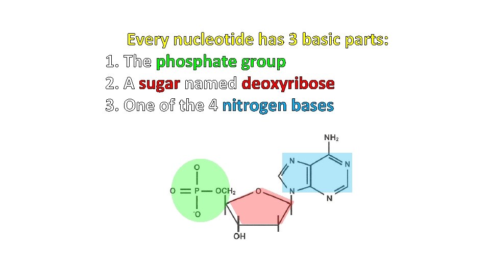 Every nucleotide has 3 basic parts: 1. The phosphate group 2. A sugar named