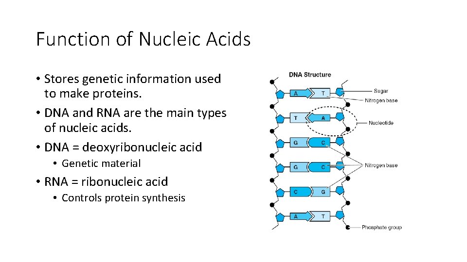 Function of Nucleic Acids • Stores genetic information used to make proteins. • DNA