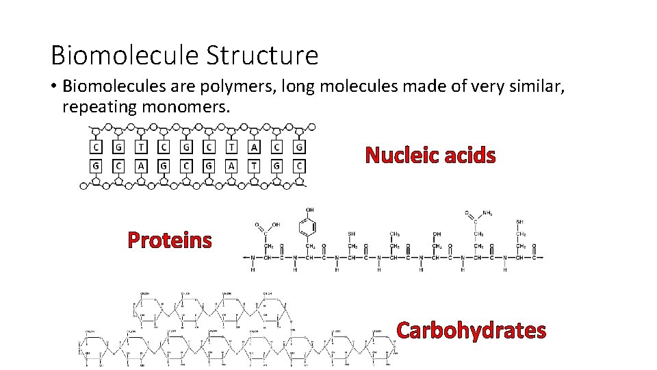 Biomolecule Structure • Biomolecules are polymers, long molecules made of very similar, repeating monomers.