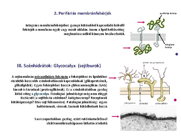 2. Perifériás membránfehérjék perifériás fehérje Integráns membránfehérjéhez gyenge kötésekkel kapcsolódó hidrofil fehérjék a membrán