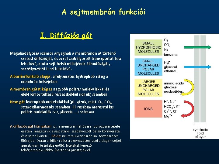 A sejtmembrán funkciói I. Diffúziós gát Megakadályozza számos anyagnak a membránon át történő szabad