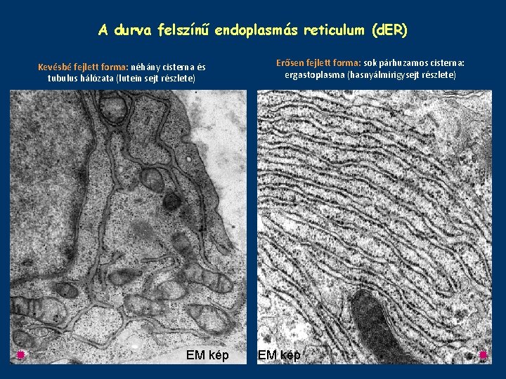 A durva felszínű endoplasmás reticulum (d. ER) Kevésbé fejlett forma: néhány cisterna és tubulus