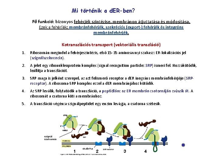 Mi történik a d. ER-ben? Fő funkció: bizonyos fehérjék szintézise, membránon átjuttatása és módosítása.
