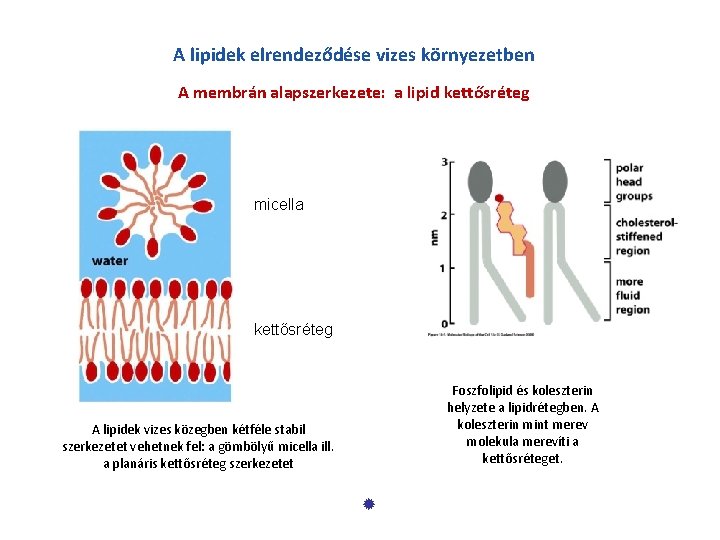 A lipidek elrendeződése vizes környezetben A membrán alapszerkezete: a lipid kettősréteg micella kettősréteg Foszfolipid