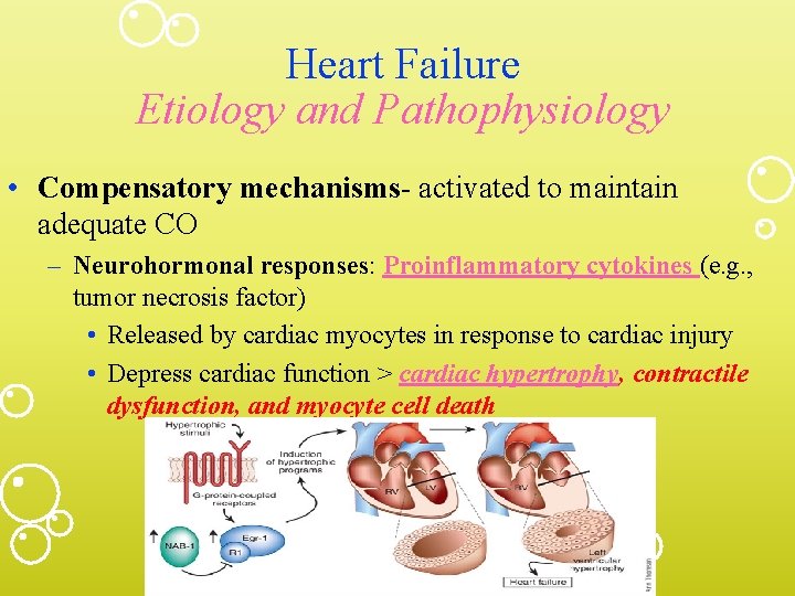 Heart Failure Etiology and Pathophysiology • Compensatory mechanisms- activated to maintain adequate CO –