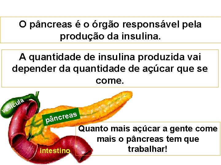 O pâncreas é o órgão responsável pela produção da insulina. A quantidade de insulina