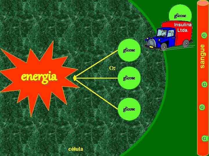 glicose O 2 energia G sangue Insulina Ltda. glicose G G célula Copyright ©