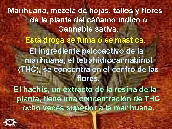 Marihuana, mezcla de hojas, tallos y flores de la planta del cáñamo índico o
