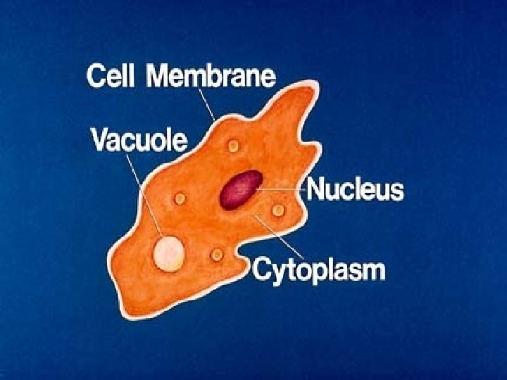 Notebooks p 75 Cell Membrane KEY CONCEPT The