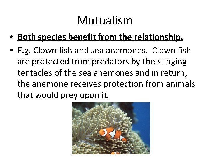 Mutualism • Both species benefit from the relationship. • E. g. Clown fish and
