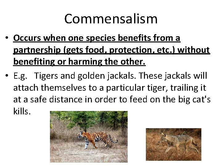 Commensalism • Occurs when one species benefits from a partnership (gets food, protection, etc.