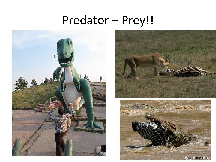 Predator – Prey!! 