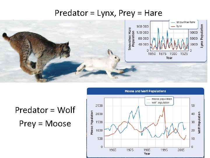 Predator = Lynx, Prey = Hare Predator = Wolf Prey = Moose 