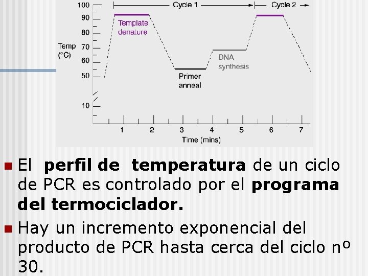 El perfil de temperatura de un ciclo de PCR es controlado por el programa