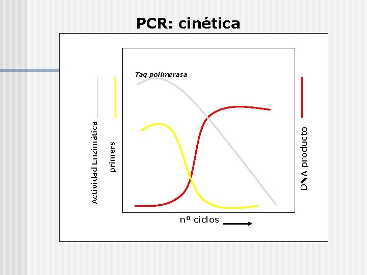 DNA producto primers Actividad Enzimática PCR: cinética Taq polimerasa nº ciclos 