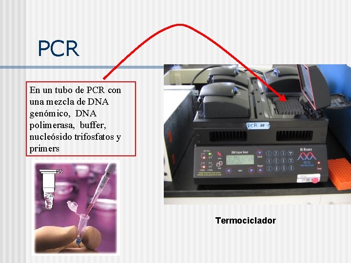 PCR En un tubo de PCR con una mezcla de DNA genómico, DNA polimerasa,