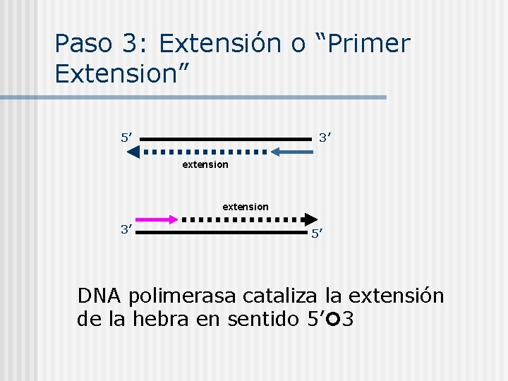 Paso 3: Extensión o “Primer Extension” 5’ 3’ extension 3’ 5’ DNA polimerasa cataliza