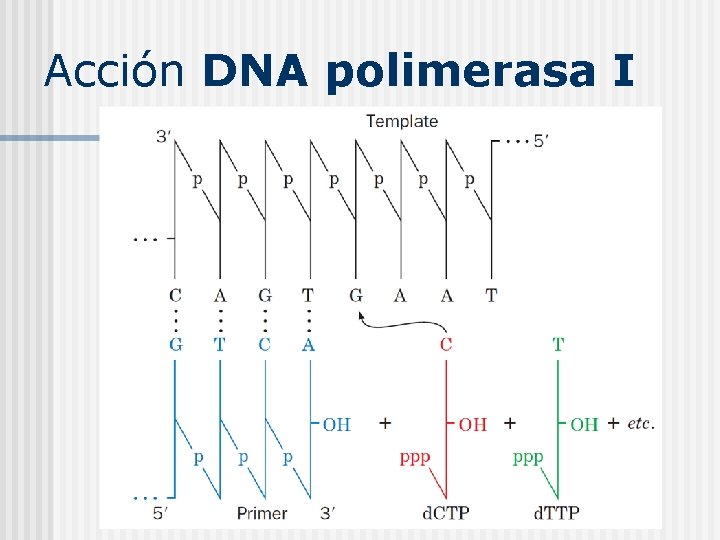 Acción DNA polimerasa I 