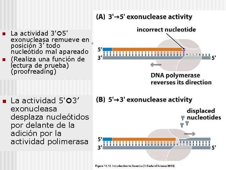 n n n La actividad 3' 5’ exonucleasa remueve en posición 3’ todo nucleótido