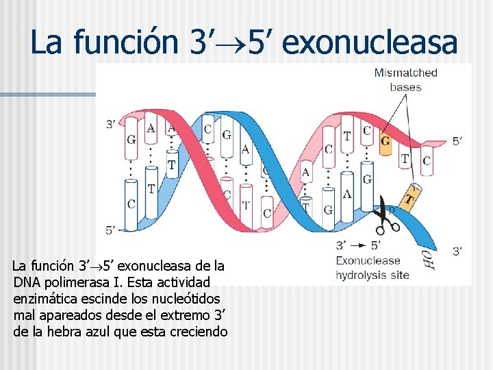 La función 3’ 5’ exonucleasa de la DNA polimerasa I. Esta actividad enzimática escinde