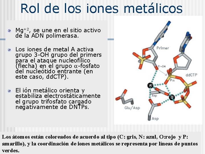 Rol de los iones metálicos Mg+2, se une en el sitio activo de la