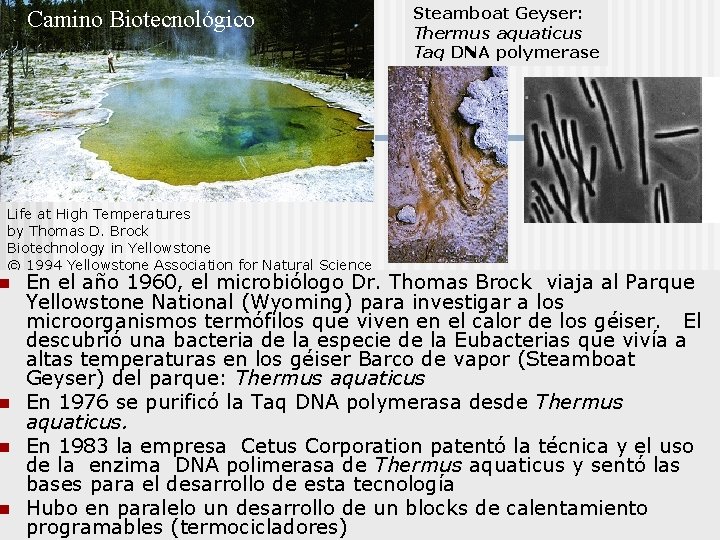 Camino Biotecnológico Life at High Temperatures by Thomas D. Brock Biotechnology in Yellowstone ©