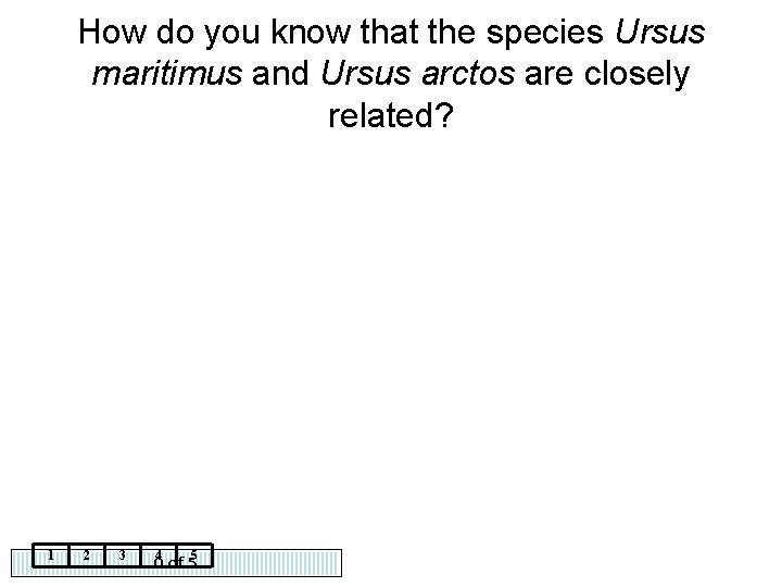 How do you know that the species Ursus maritimus and Ursus arctos are closely