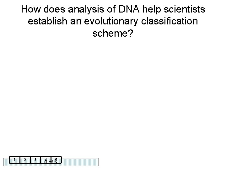 How does analysis of DNA help scientists establish an evolutionary classification scheme? 1 2